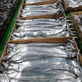 당일바리 생물 먹갈치 1kg