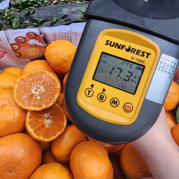 [사포닌] 고당도 카라향 제주도 서귀포 산지직송 귤 3kg