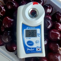 경북의 달콤함 울진 고당도체리 국내산 1kg