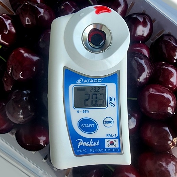 경북의 달콤함 울진 고당도체리 국내산 1kg