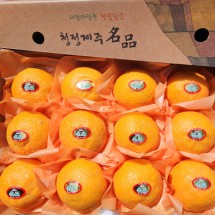 제주 고당도 카라향 3kg 선물용