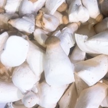 못난이 새송이버섯 파지품 1kg