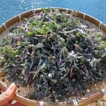 국내산 봄나물 햇 쑥 생쑥 600g