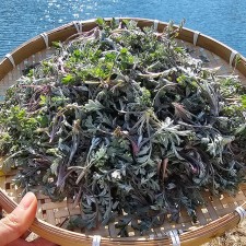 국내산 봄나물 햇 쑥 생쑥 600g