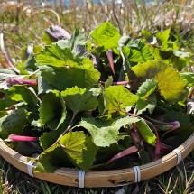 국내산 봄나물 햇 머위 생머위 600g