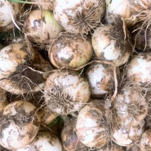 국내산 햇 양파 2kg (대 사이즈)