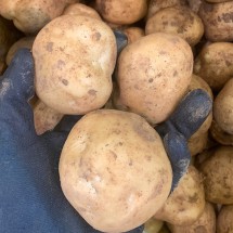 국내산 수미감자 2.5kg