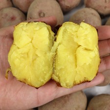 충북 괴산 카스테라 홍감자 5kg