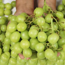 고당도 애플포도 청포도 2kg
