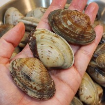 국내산 활 만능 왕 바지락 1kg