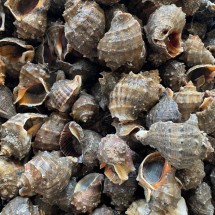 태안 제철 탱글 참소라 1kg