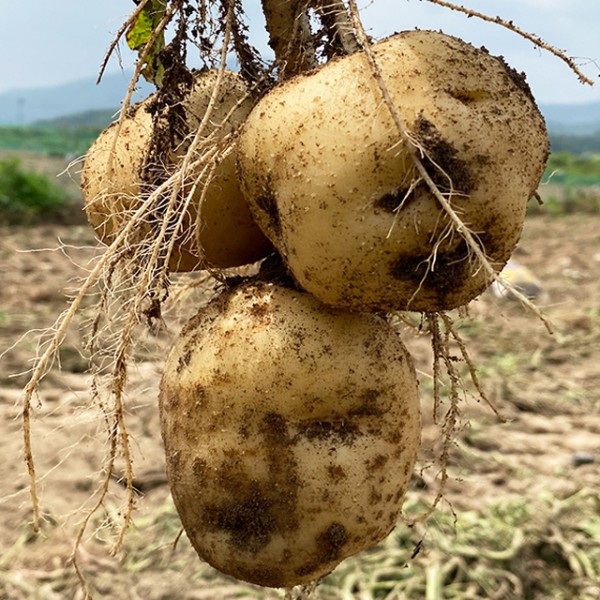 경북 청송 햇 감자 5kg