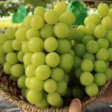 국내산 고당도 샤인머스켓 망고포도 특상 1kg