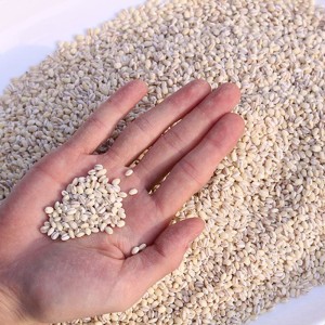 경북 영주 황가네 찰보리 1kg