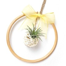 라탄볼 이오난사 공기정화식물 리스 만들기 DIY키트 체험