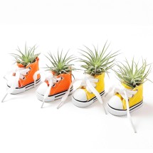 미니 운동화 공기정화식물 이오난사 화분 만들기 DIY키트 체험