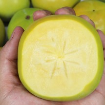 경남 밀양 태추단감 4.5kg 소과