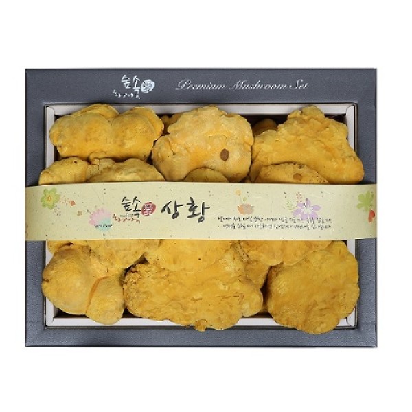 [영진표고] 숲속愛 상황버섯 GIFT