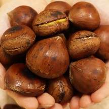 공주 대보 칼집밤 군밤용 대보밤 대 4kg