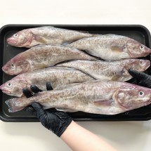 국내산 생물 통대구 3kg 매운탕