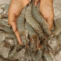 서해안 당일 자연산 대하 1kg 왕