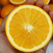 고당도 수입 오렌지 15과 (3kg 내외)