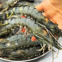 대왕 블랙타이거새우 500g