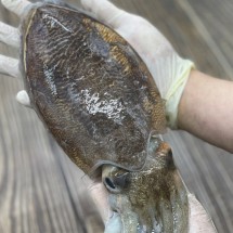 국내산 생물 갑오징어 1kg 횟감