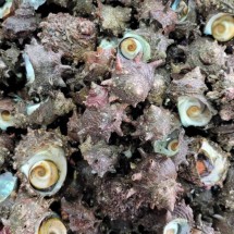 통영 제철 생물 뿔소라 1kg