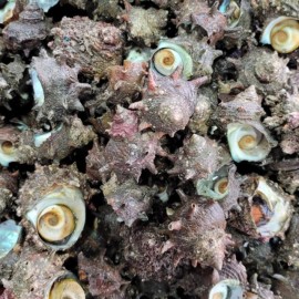 통영 제철 생물 뿔소라 1kg