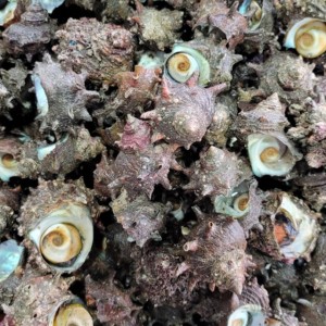 통영 제철 생물 뿔소라 1kg