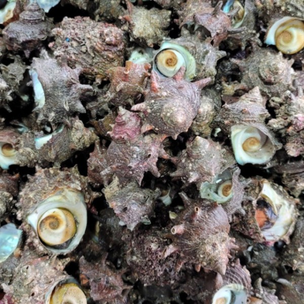 통영 제철 생물 뿔소라 1kg