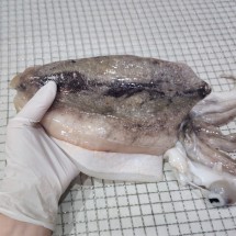 국내가공 반건조 갑오징어 500g