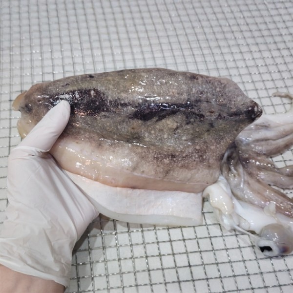 국내가공 반건조 갑오징어 500g