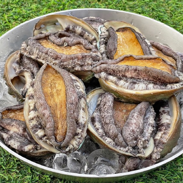 완도 특대 활 전복 1kg 산소포장
