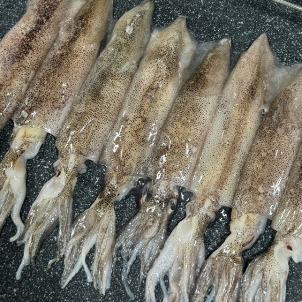 한입 한치 통찜용 500g