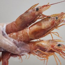 급냉 대왕 랍스터새우 킹단새우 2kg