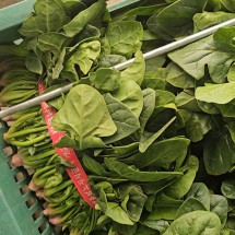 해풍맞은 노지 햇 시금치 1kg 가정용