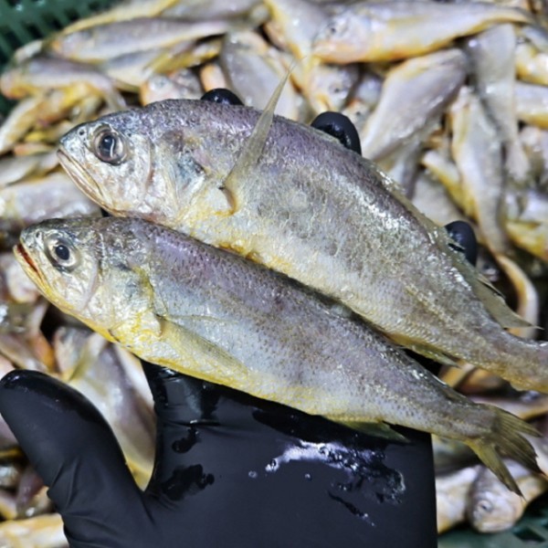 국내산 제철 생물 참조기 2kg