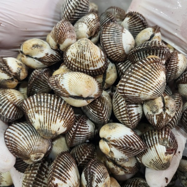 당일조업 국내산 제철 새꼬막 6kg