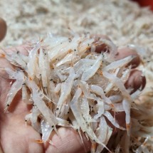 국내산 김장용 생새우 동백하 1kg 냉동 김장새우