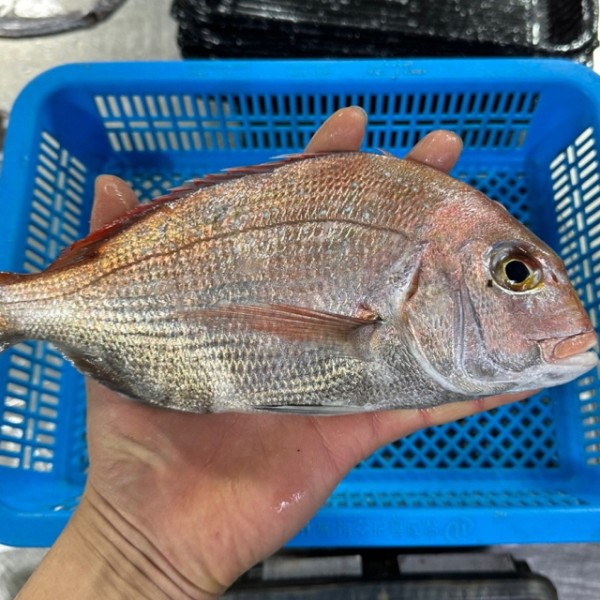 국내산 참돔 생물 3미 구이 찜