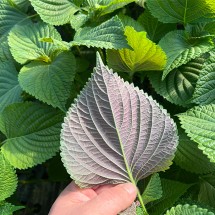 경남 밀양 찹찹이 깻잎 1kg