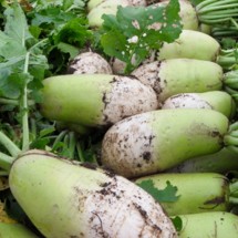 제주 월동 아침무 5kg