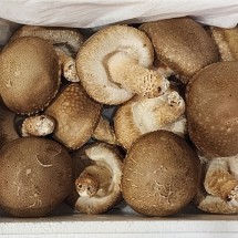 국내산 송화버섯 송화고 가정용 500g