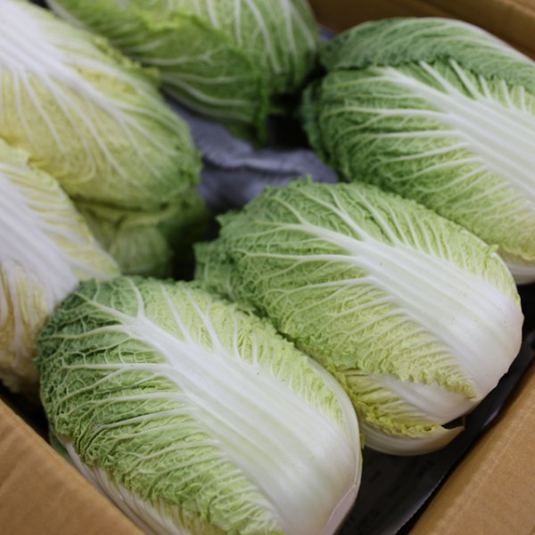 국내산 알배추 쌈배추 중 3포기