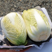 국내산 알배추 쌈배추 특 10-12포기