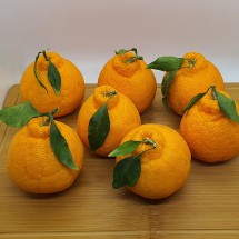 제주 비가림 하우스 한라봉 소과 1.5kg