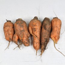 제주 화산토 햇 당근 5kg 쥬스용