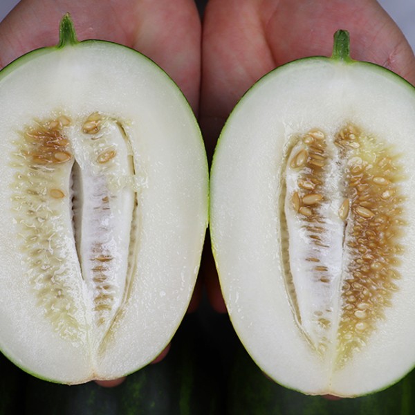 고당도 파파야메론 5kg (7-15과)